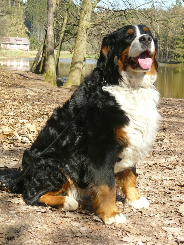 Zase Besska